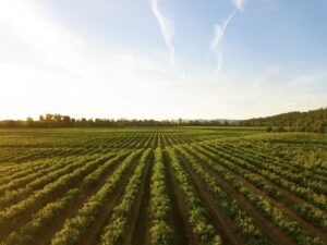 agriculture realtime monitoring