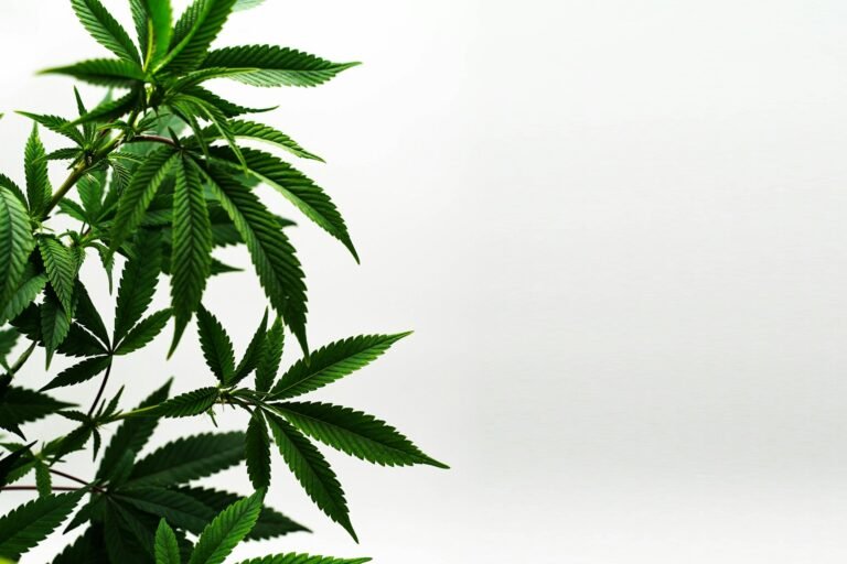 cannabis